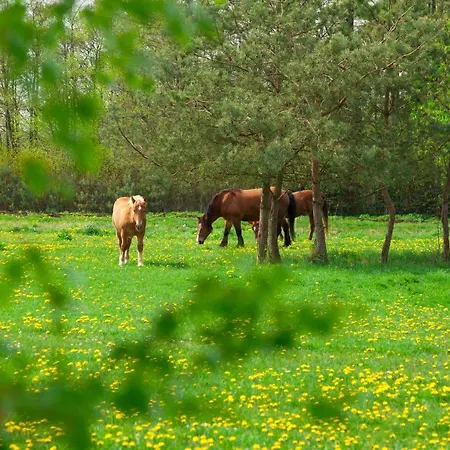 Gospodarstwo agroturystyczne Nad Plaskim *